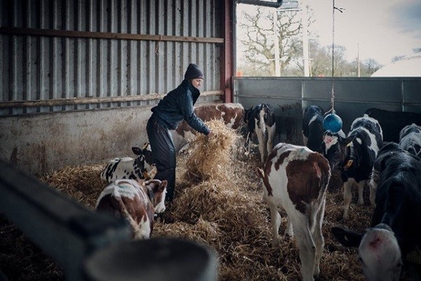 Farmer feeding calves